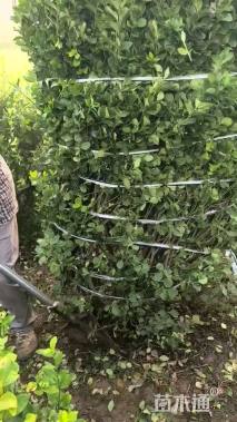 冠幅100厘米卫矛球