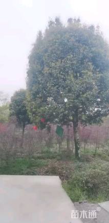 19公分高杆桂花