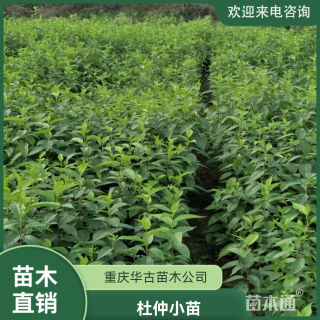 高度60厘米杜仲小苗