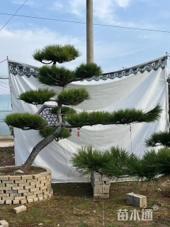 15公分造型黑松