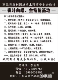 高度200厘米柽柳