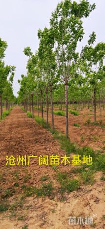 18公分白蜡