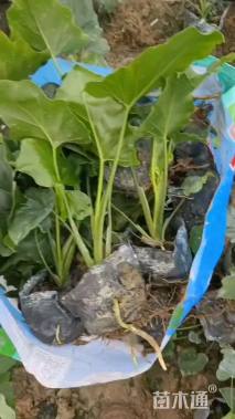 高度25厘米春羽