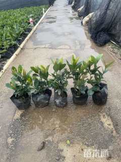 高度25厘米龙船花