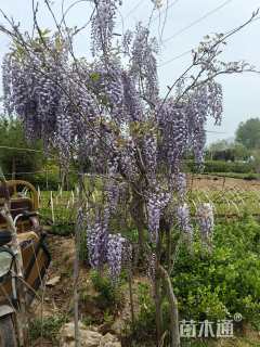 200厘米紫藤
