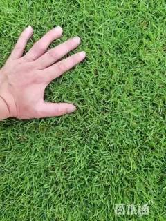 草毯状夏威夷草