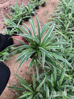 高度20厘米金边吊兰