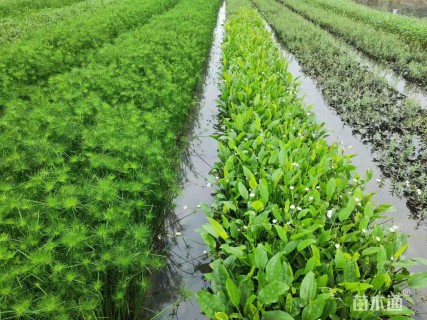 高度30厘米泽泻