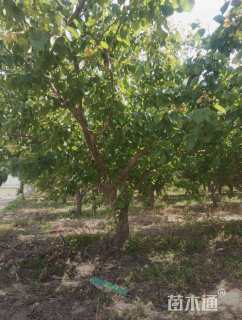 18公分杏树