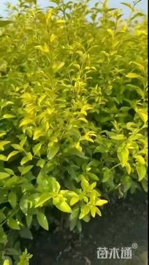 高度50厘米金叶女贞