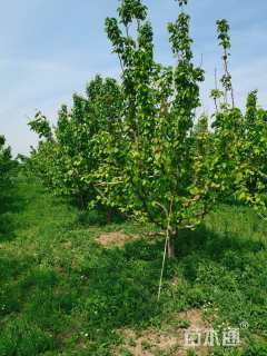 12公分梨树