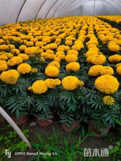 高度20厘米万寿菊