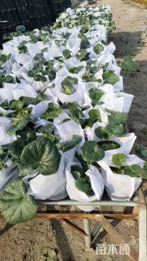 高度20厘米活血丹