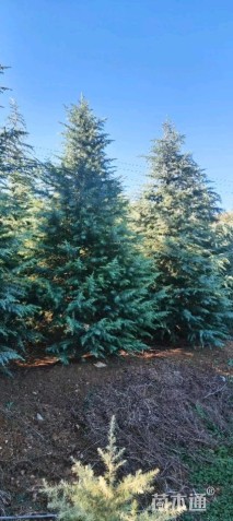 高度800厘米雪松