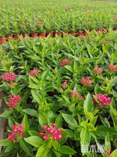 高度20厘米五星花