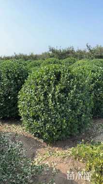 冠幅120厘米卫矛球