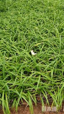 高度25厘米常绿萱草