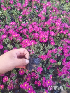 高度15厘米荷兰菊