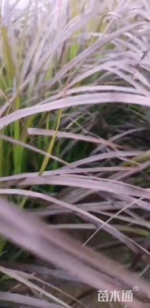 高度50厘米紫叶狼尾草