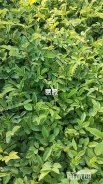 高度10厘米蔷薇