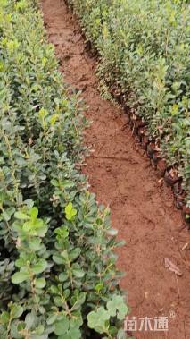 高度30厘米小叶黄杨