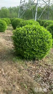 冠幅180厘米卫矛球