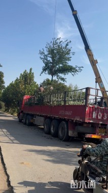 15公分红粉佳人樱