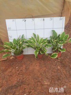 高度30厘米花叶玉簪