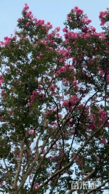 高度900厘米大红紫薇