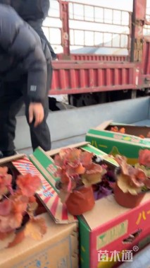 高度30厘米矾根