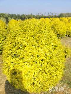 高度80厘米金姬小蜡