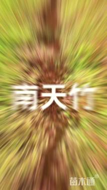 高度25厘米墨西哥鼠尾草