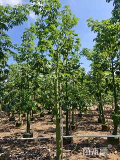 8公分美丽异木棉