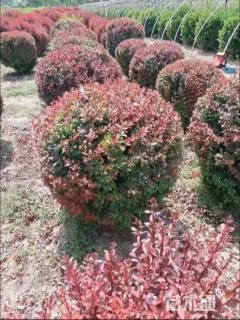 冠幅80厘米紫叶小檗球