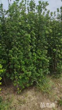 高度180厘米北海道黄杨