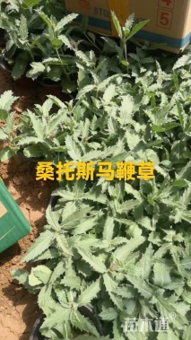 高度25厘米马鞭草