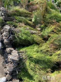 高度50厘米洒金柏