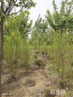 高度200厘米丛生木槿