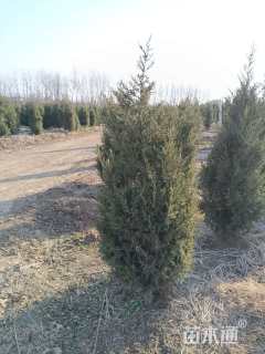 高度120厘米塔柏