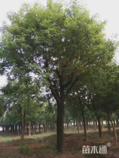 50公分国槐