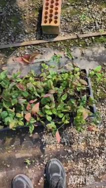 高度10厘米火焰南天竹