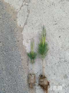 高度20厘米黑松