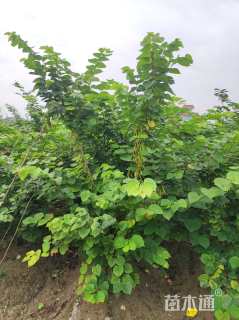 高度200厘米丛生紫荆