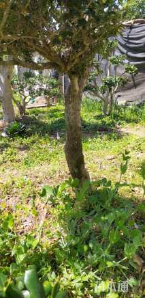 高度1.8厘米瓜子黄杨