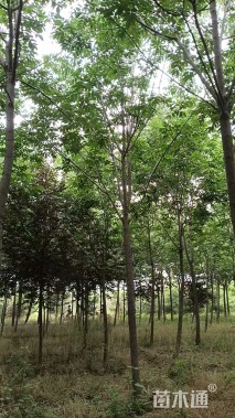 10公分秋紫白蜡