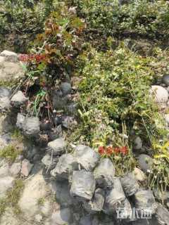 120厘米藤本月季