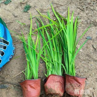 高度40厘米黄菖蒲