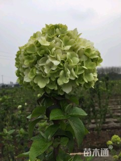 高度180厘米木绣球