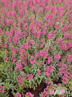 高度25厘米香彩雀