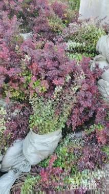 高度80厘米紫叶小檗苗